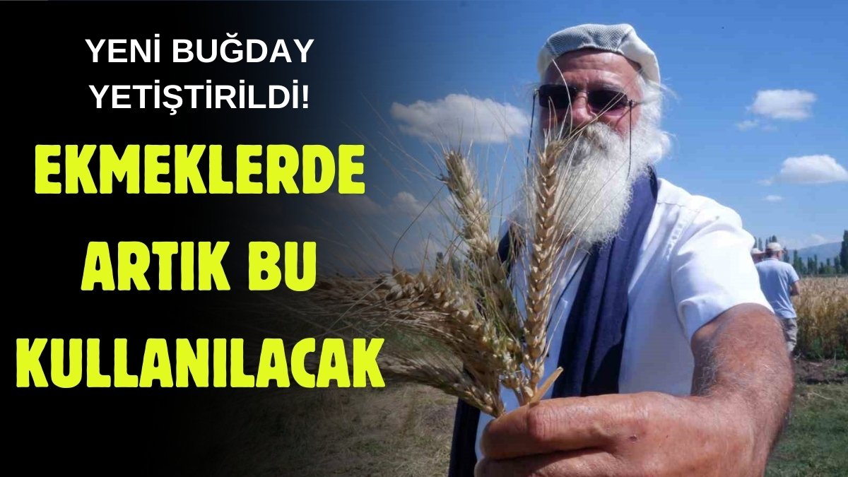 22 yıldır uğraşıyorlardı, yeni buğday ilk kez yetişti! Tescili kaptı! Verimde 150 kilo fark atıyor