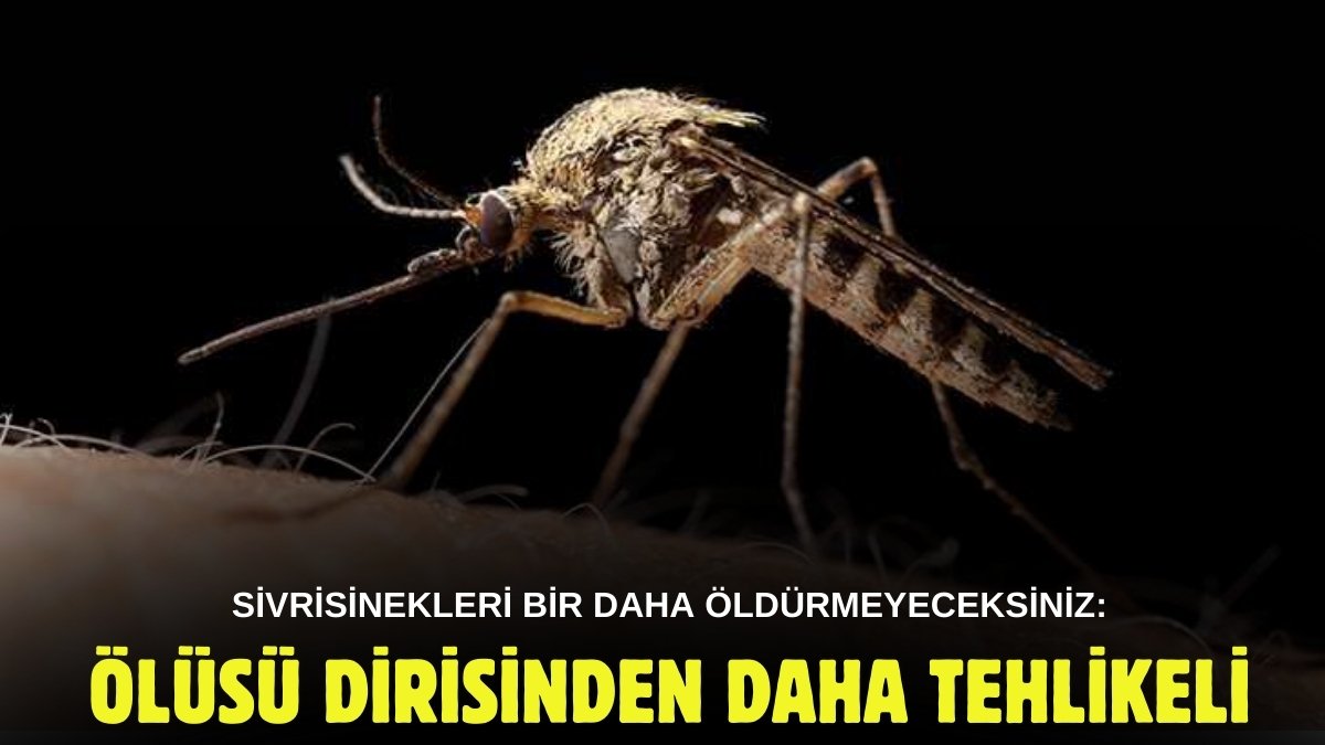 Sivrisinekleri öldürmeden önce bir kez daha düşünün! Ölüsü dirisinden daha tehlikeli çıktı