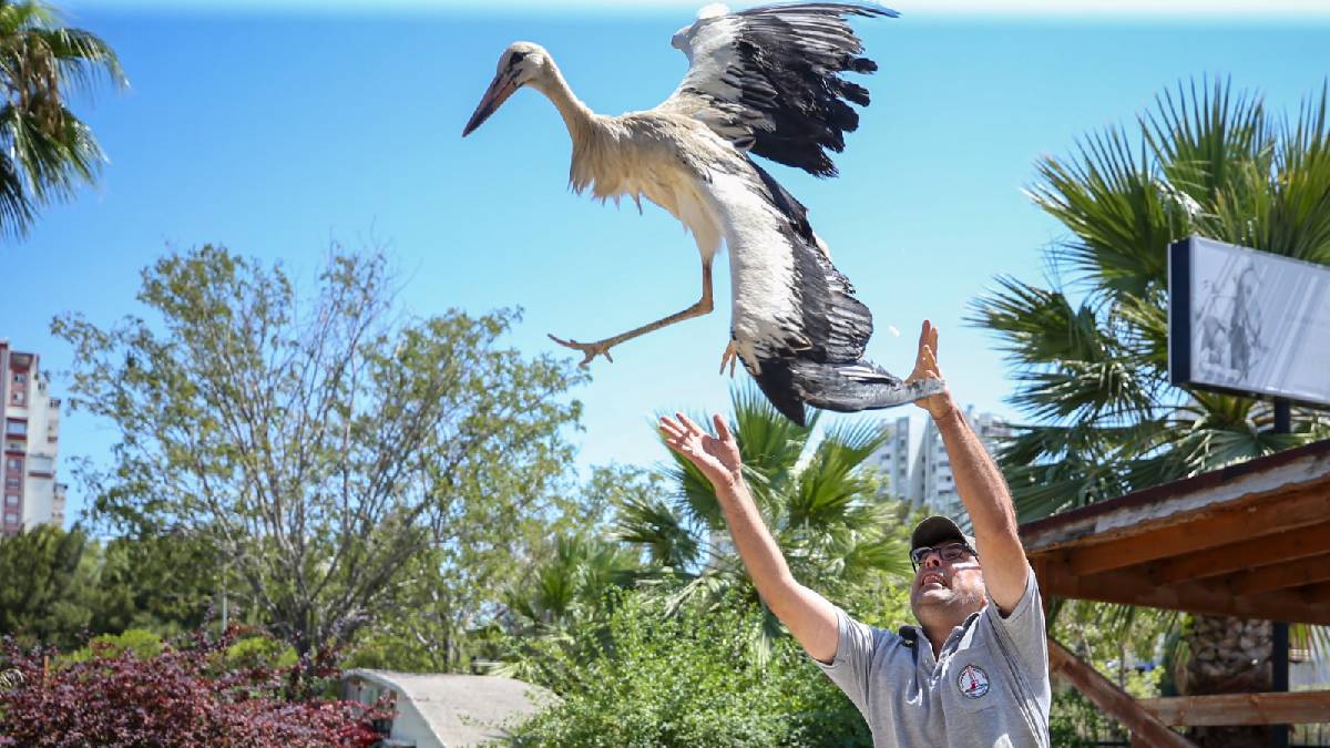Yaralı leylek iyileşti, özgürlüğe kanat çırptı