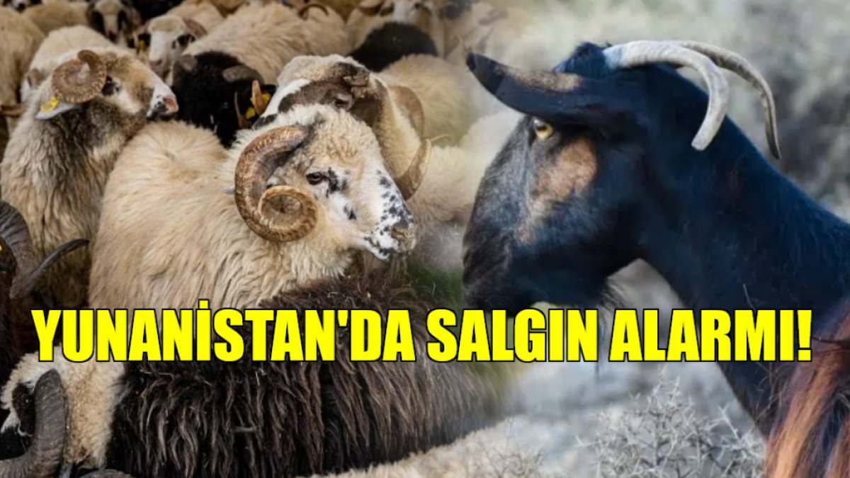 Yunanistan'ı kırıp geçiren salgın alarmı! Türkiye önlem almaya başladı: Besiciler için çok büyük tehdit