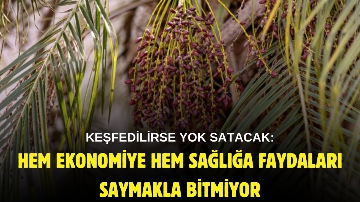 Türkiye'de çok yetiştiren yok, ama keşfedilirse deli gibi satacak! Suudi Arabistan, Mısır, Güney Asya parsel parsel ekiyor