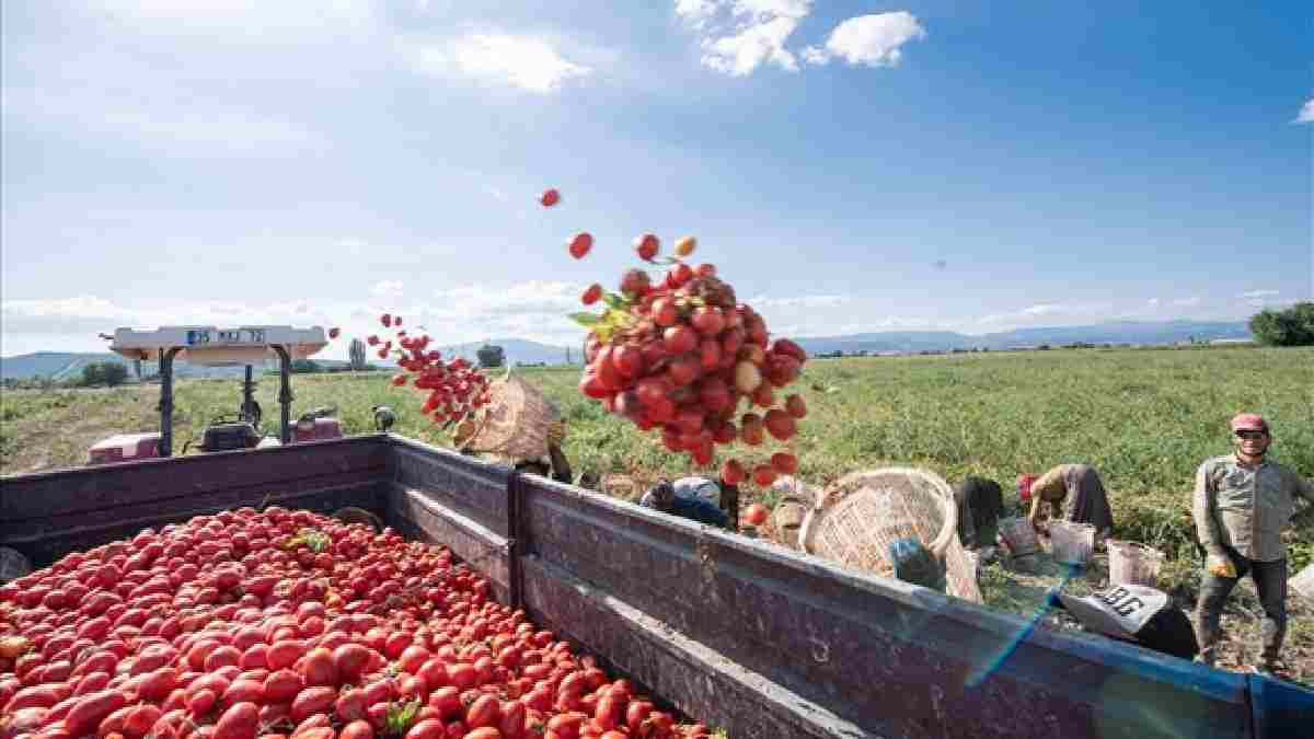Geçen yılın acısı bu yıl çıkıyor! Rekolte arttı fiyatlar dibe indi: Tarlada 2 liraya kadar düşen satış başladı
