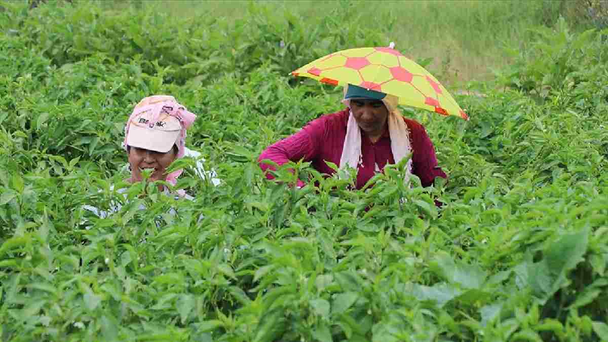 Sıcaktan strese giriyor hemen toplanması gerekiyor! Köylülerin zorlu mesaisi: Kilosuna 85 TL fiyat biçiliyor