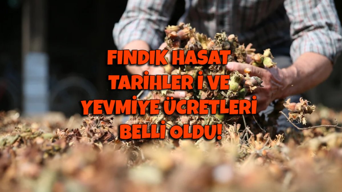 Fındık üreticileri bayram edecek! Fındıkta hasat tarihi belli oldu, işte yevmiye ücretleri