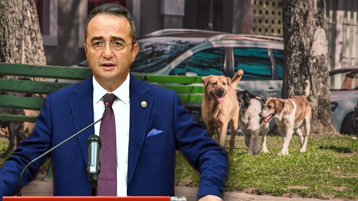 CHP'li Tezcan'dan sokak hayvanları yasasına tepki: Hayvanları koruma değil öldürme kanunu