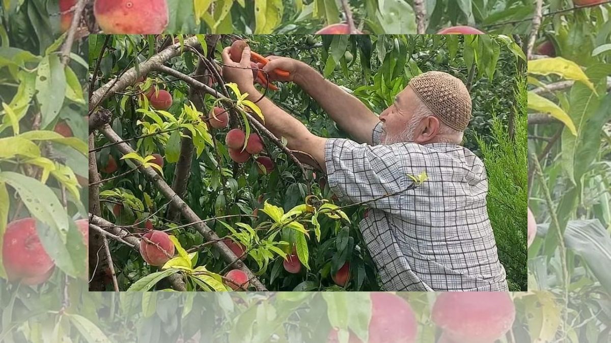 Akdeniz'in meyvesiydi, artık Karadeniz'de yetişiyor! Fındıktan sonra yeni gelir kaynağı olacak