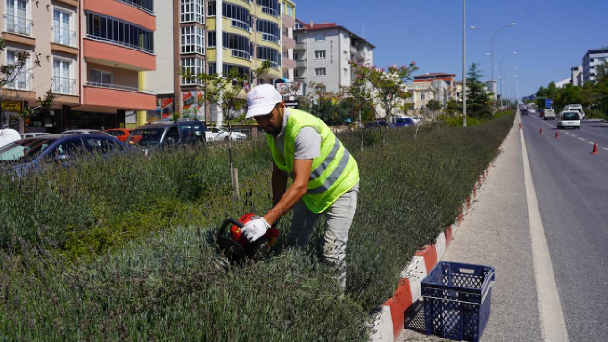 Orta refüjlerde 3. kez lavanta hasadı yapıldı