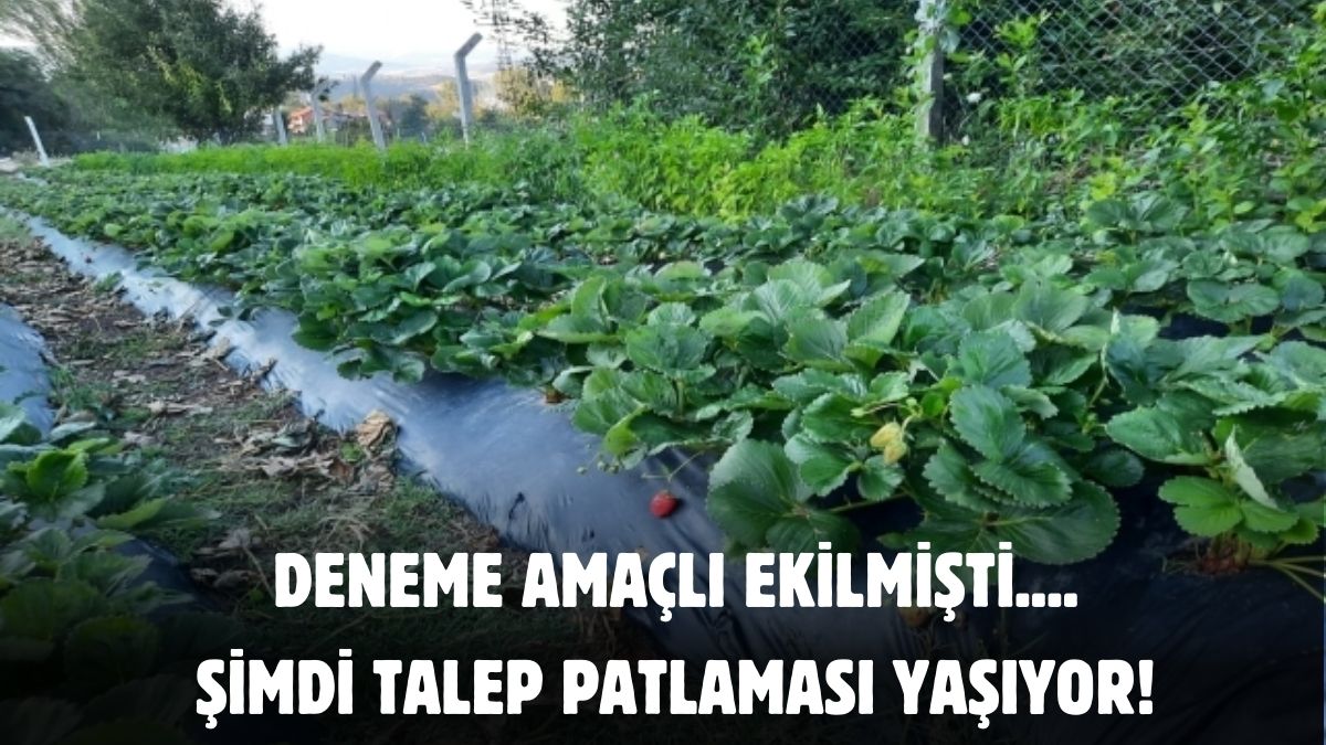 Deneme amaçlı 5 dekar ekilmişti, talep artınca 750 dekara yükseldi! Büyük şehirler kapış kapış alıyor
