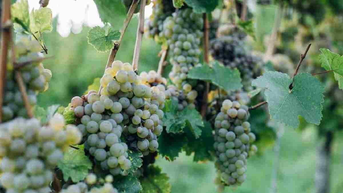 Çekirdekli üzüm mü daha faydalı çekirdeksiz mi? Bu faydasını bilenler çiğnemeden yutuyor