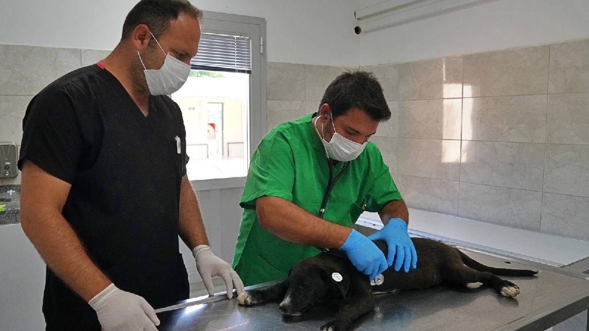 Sokak hayvanları bu hastanede şifa buluyor