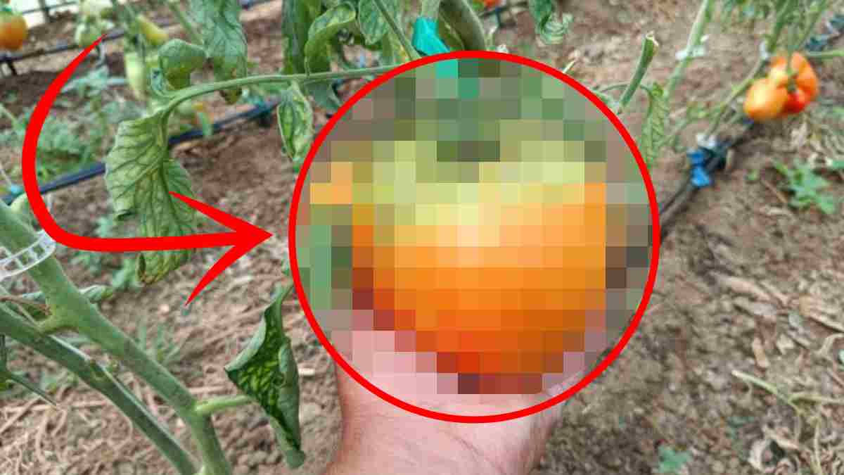 Hobi olsun diye başladı sonuca kendi de şaştı! Bulgar tohumları o kadar büyüdü ki… Devasa ürünleri dallar bile taşımıyor