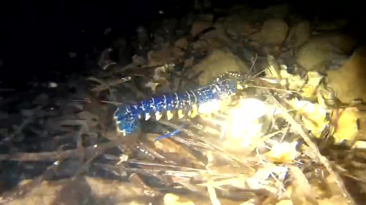 200 milyonda bir görülüyor! Ayvalık'ta kayda alındı