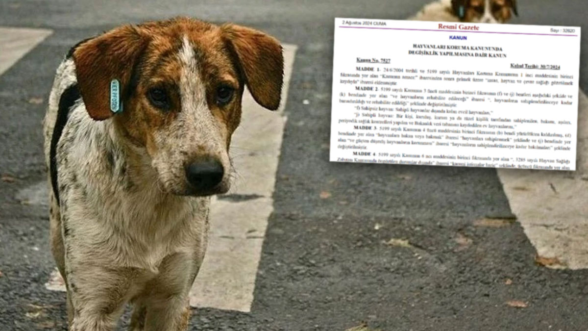 Resmi Gazete'de yayımlandı: Sokak hayvanları düzenlemesi yürürlüğe girdi