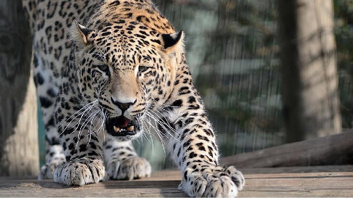 Güney Afrika’da hava üssüne giren leopar iki askeri yaraladı