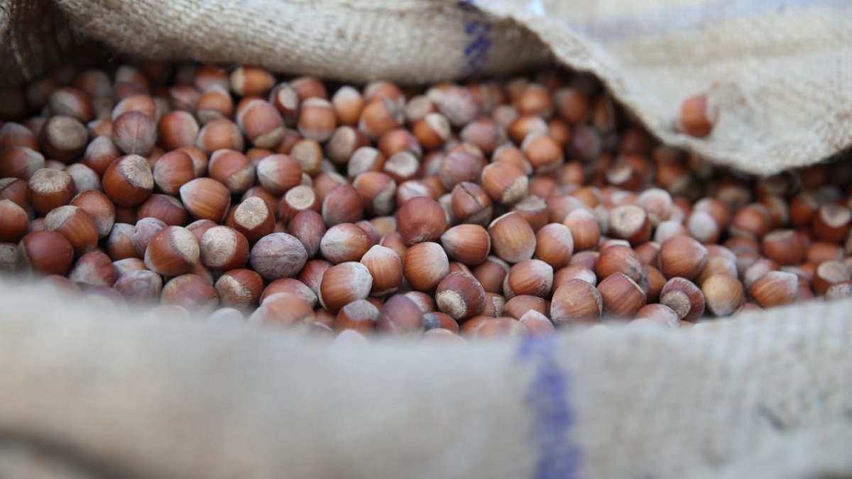 Fındık alım fiyatları belirlendi