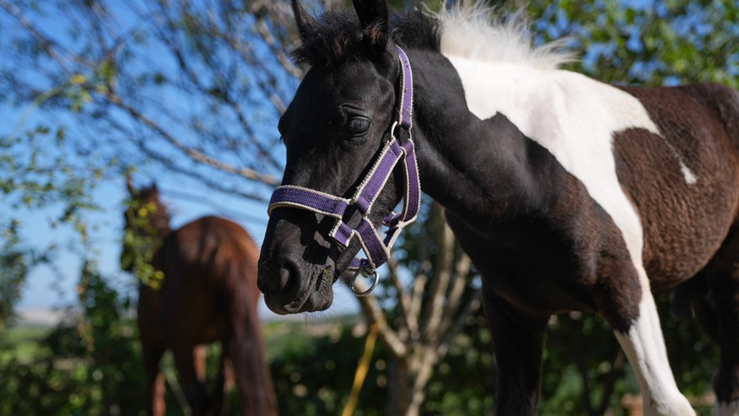 Türkiye'nin ilk tüp tayı: Balat görücüye çıktı