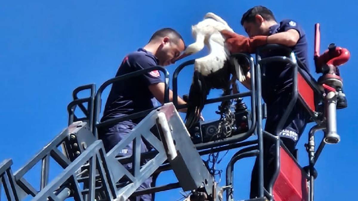 Büyükşehir, yaralı leyleği kurtardı