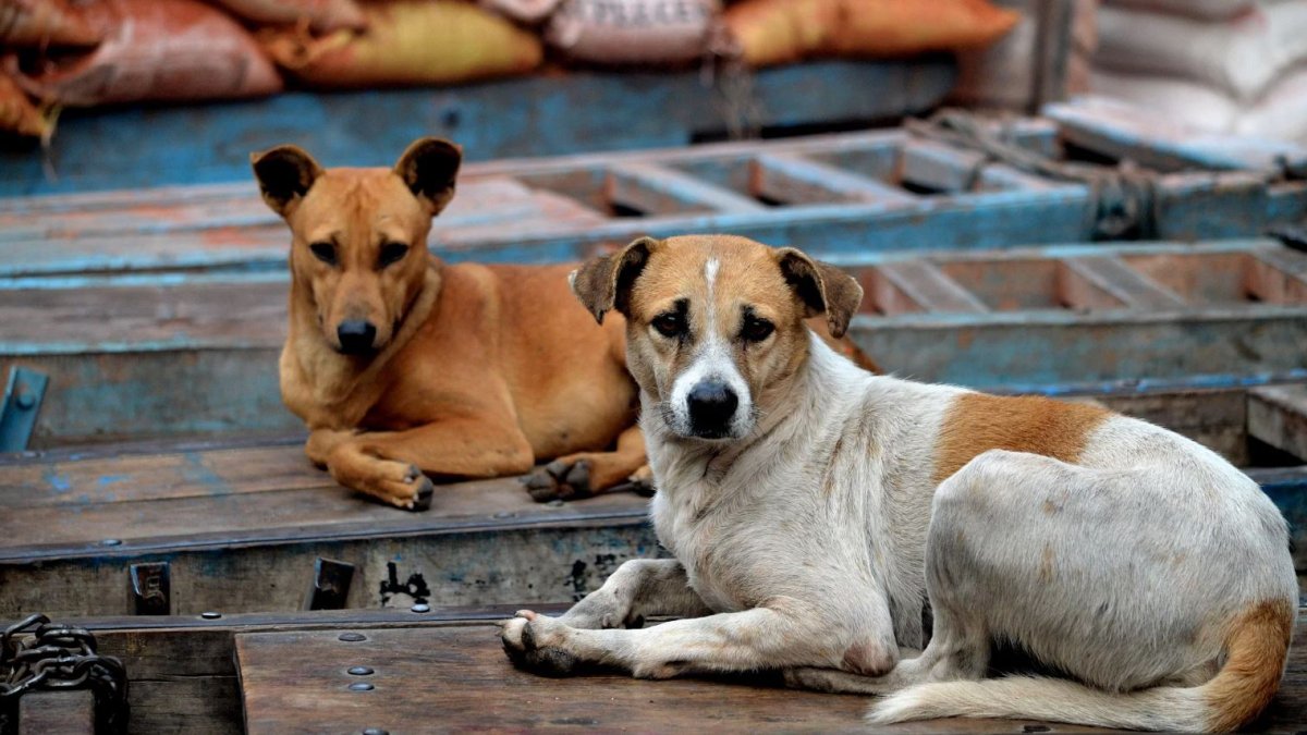 66 Baro’dan sokak hayvanları kanununa tepki: Katliam ve esaret, tabii hukuka aykırı