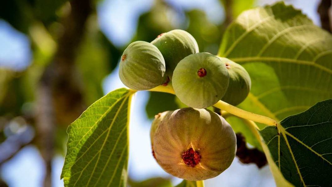 Tarımda küresel iklim krizi: Milyonlarca ağaç kuruyabilir