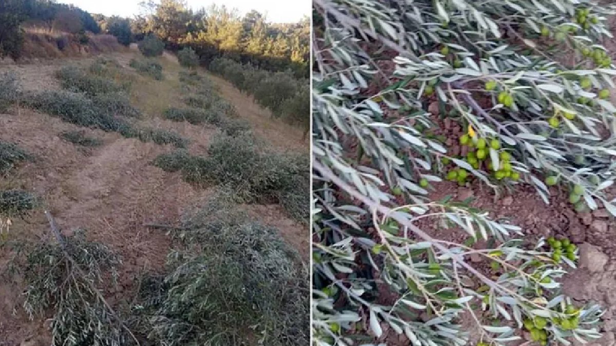Akhisar'da vicdanın zaferi: Zeytin ağaçlarını kesmesi için tutulan köylüler bin ağacı kurtardı