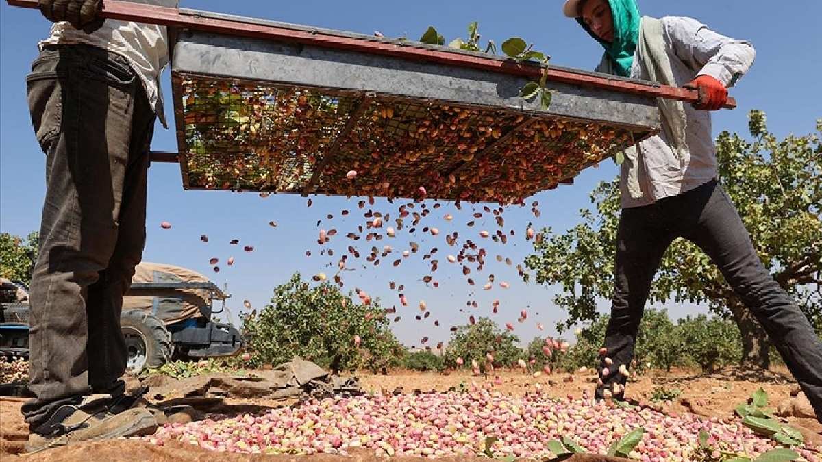 1 yıl yüz güldürüyor 1 yıl can sıkıyor! Türkiye’nin yeşil altın cenneti! Her şeye lezzet katıyor, fiyatı dudak uçuklatıyor