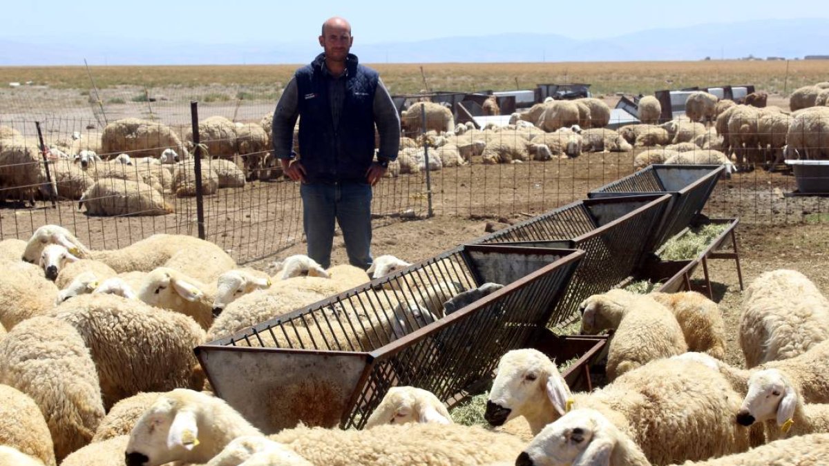 Babasının koyunlarına bakacak çoban bulamadı! Banka müdürlüğünden istifa etti, çoban oldu