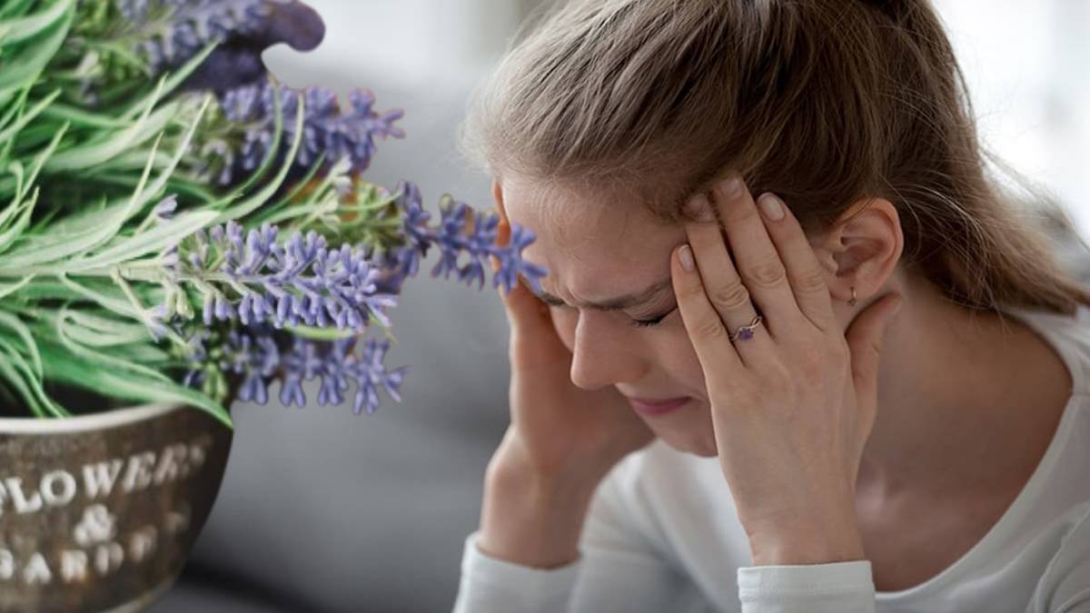 Ne Parol ne Gripin! Tabiat ananın doğal ağrı kesici bitkisi: Migren ve sinüziti bıçak gibi kesiyor