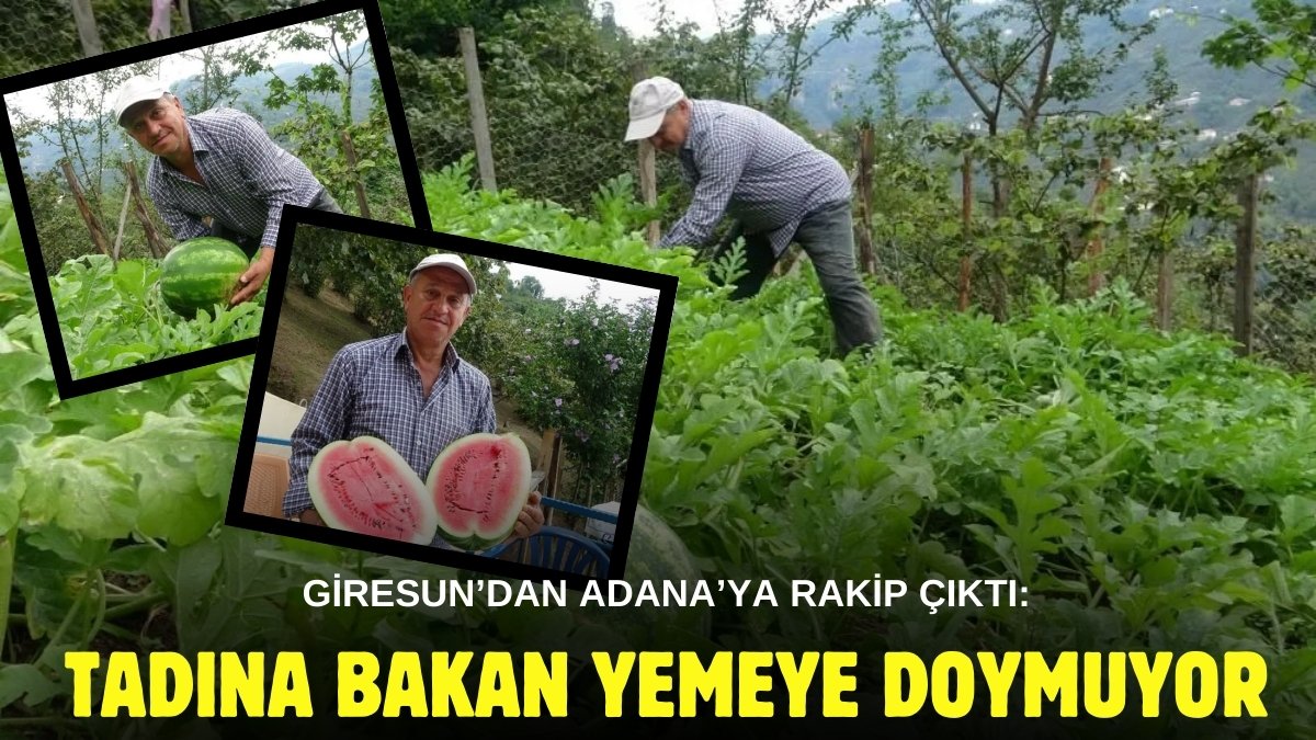 Giresun Adana'ya rakip oldu! Fındıktan yüzü gülmeyen onu ekiyor: Tadı bal gibi tatlı oldu