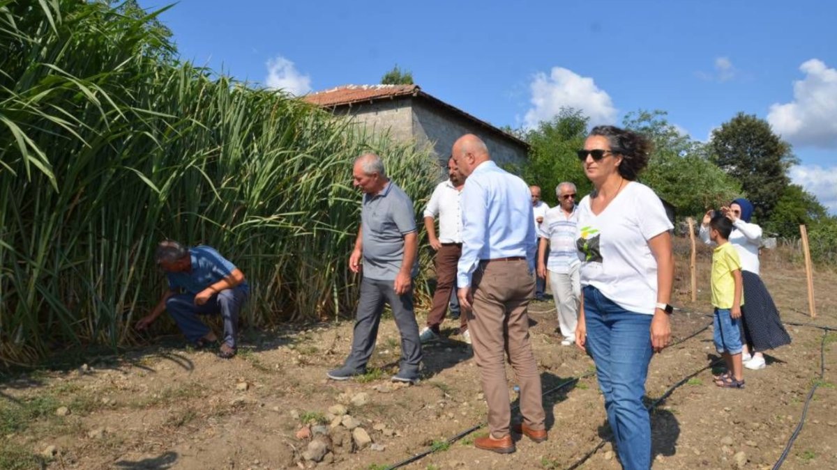 Fındıkları çayları söktürecek ürün! 2 ayda 3 metreye kadar büyüyor, 15 sene boyunca hasat ediliyor
