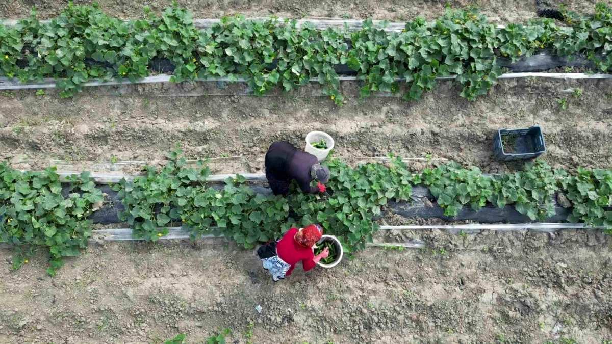 Yılda 3 kez toplanıyor, Türkiye’den en çok bu kazandırıyor! Hasadı başladı yüzler güldü