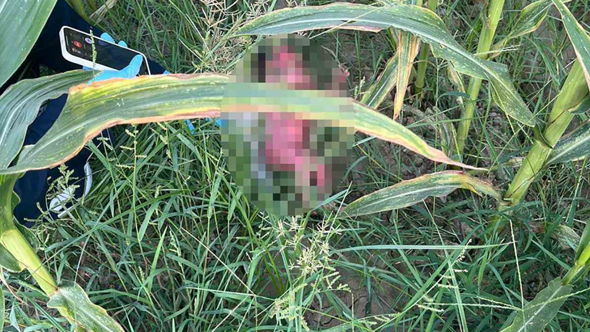 Yeni doğan bebeği mısır tarlasına attılar