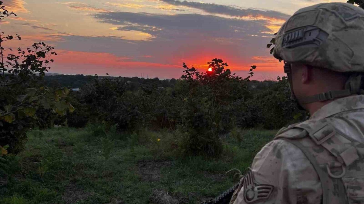 Silahlı hasat başladı! Köylüler topluyor, Jandarma bekliyor: Fiyatı artınca altın gibi değerli oldu