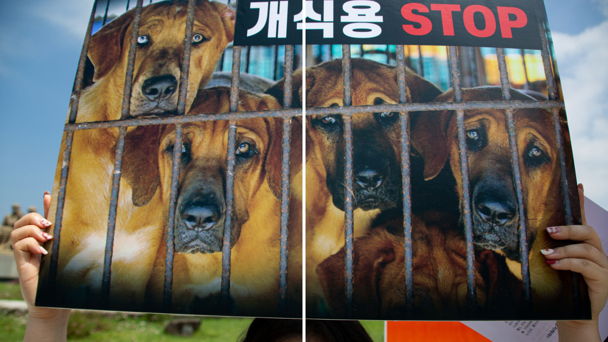 Güney Kore'de köpek eti ticaretini yasaklayan yasa yürürlüğe girdi