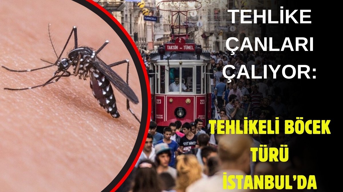 Korkulan oldu! Onlarca hastalık taşıyan tür İstanbul'da: Bir ısırığı günlerce hastanede yatırabilir