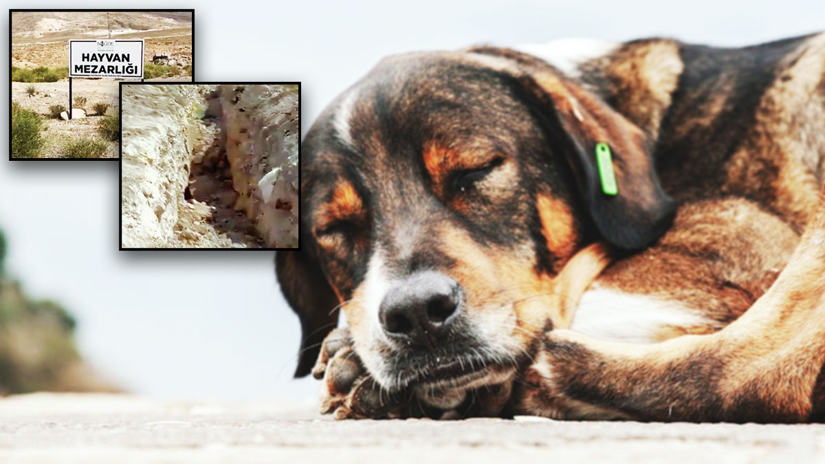 Can dostlara ‘ilk yasal’ katliam Niğde’de