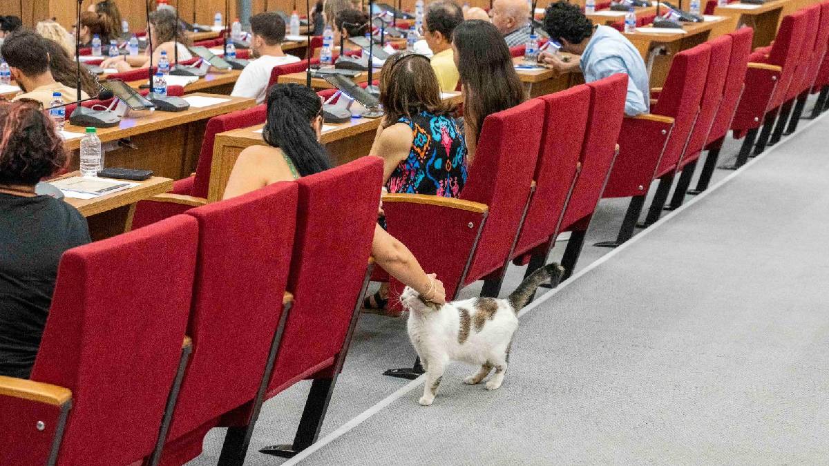 Sokakta yaşayan canlar için eylem planı hazırlıkları sürüyor