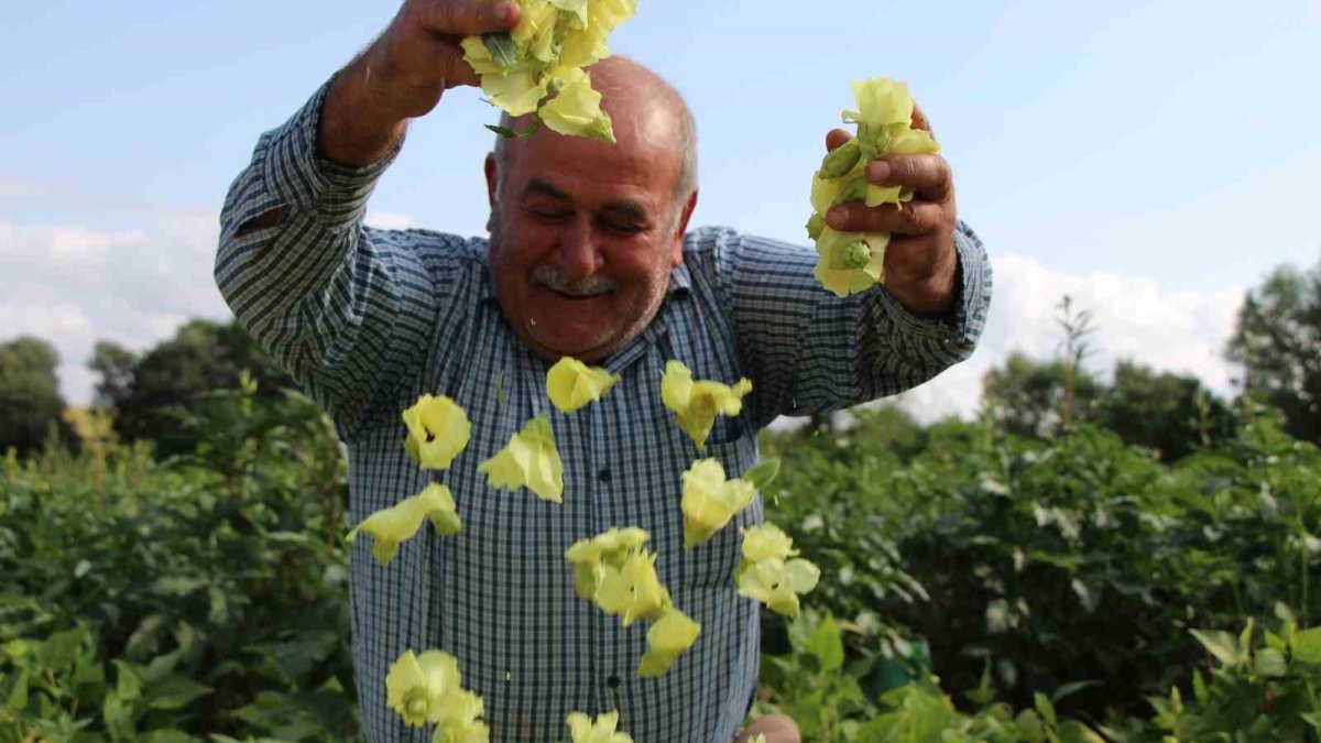 Türkiye'nin tescilli lezzeti! Kilosu 1.000 TL lira ama yok satıyor: Bu sene hasat yüz güldürdü