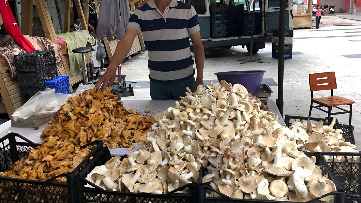 Mantardan zehirlendiler: Satıcı, 'yaralama' suçundan gözaltına alındı! 12 kişi az kalsın ölüyordu