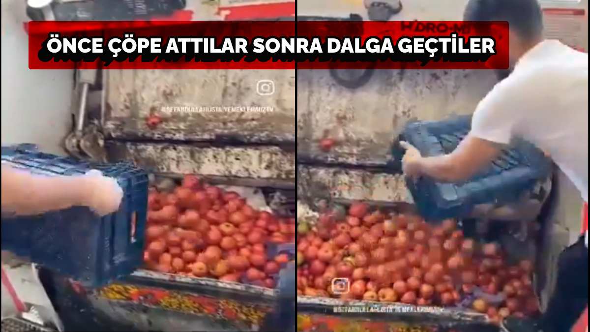 Kasa kasa domatesleri çöpe atarken halkla dalga geçti! "Salçanın kralını yiyin"... Görüntülere tepki yağdı