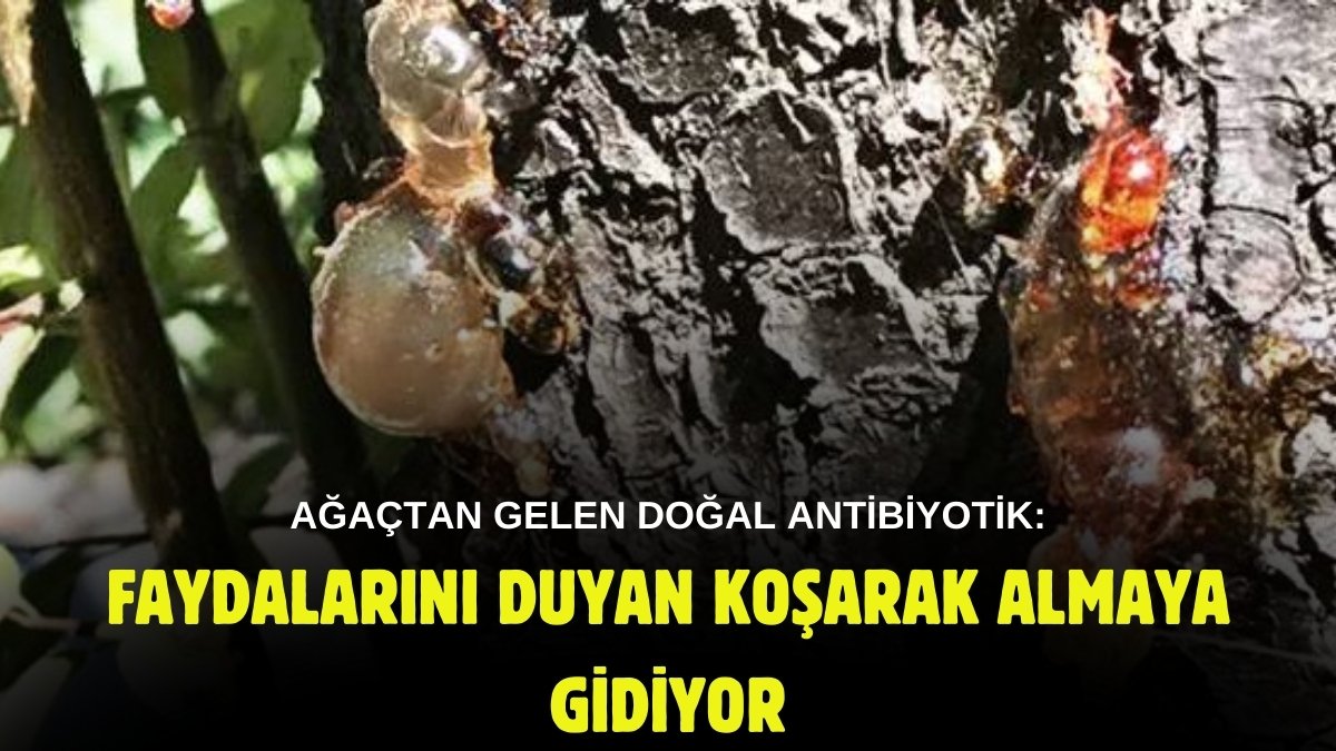 Sakız gibi yeniliyor, suya atılıp içiliyor! Ağaçlardan gelen doğal antibiyotik, solunum sistemini tertemiz yapıyor