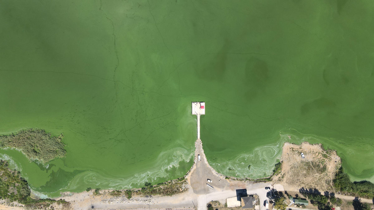 Yeniçağa Gölü alg patlaması nedeniyle yeşile büründü