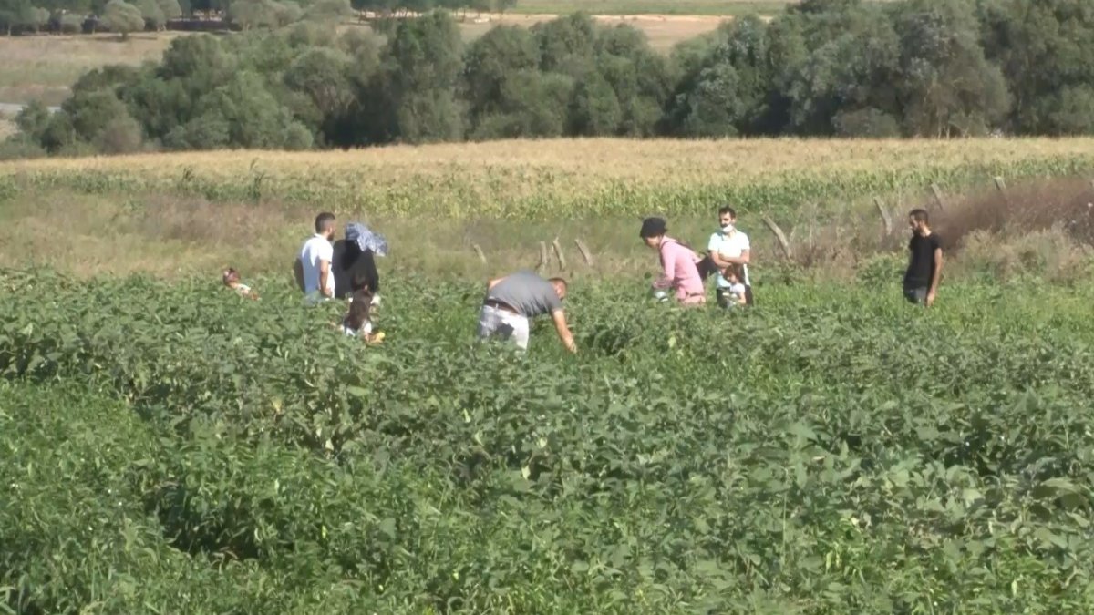Toplayıp satmaya başladı! Geçim kaynağına dönüştü: Yetiştirmek için çaba harcamıyor, doğada kendi kendine yetişiyor!