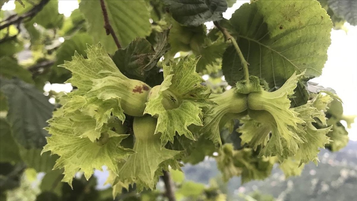Fındığın yaprağı altın gibi değerli olacak! Bulan yerden bile toplasın: Kemoterapi ilacında kullanılacak