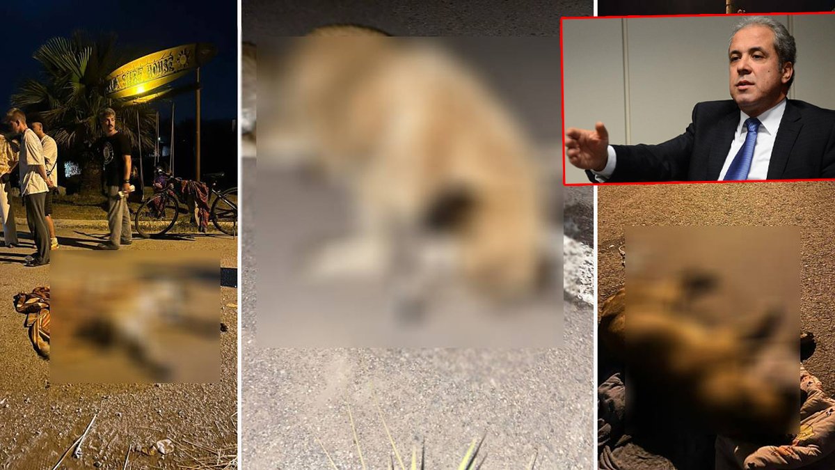 Eski AK Partili vekil Erdoğan'a seslendi: Köpek avı başladı, bu zulmü durdurun!