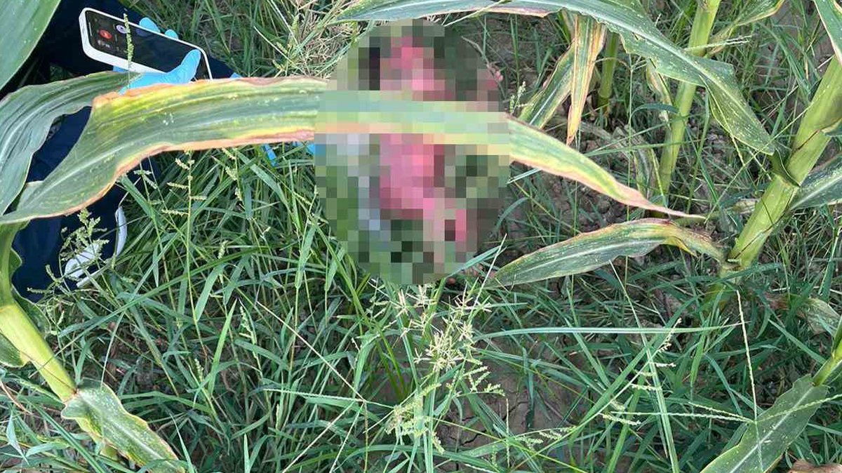 Tarlaya bırakılan bebekle ilgili yeni gelişme! Anne 15, baba 16 yaşında!