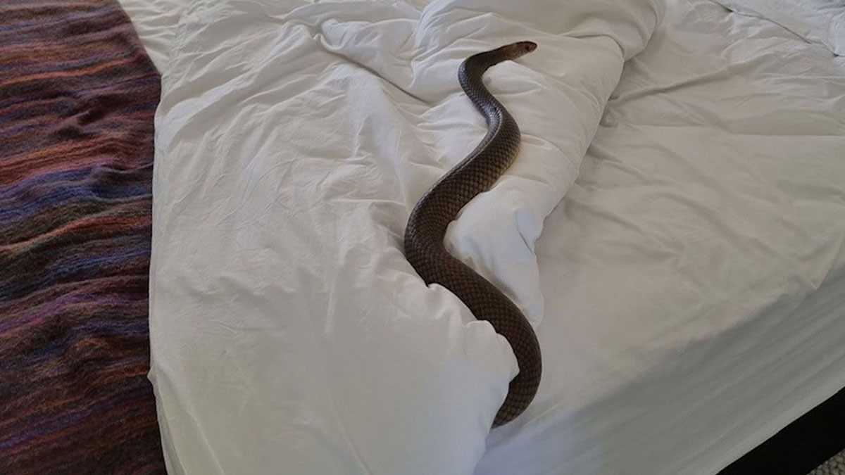 Kırsal bölgede yaşayanlar dikkat: Evinizde bu sesi duyuyorsanız yılanla karşılaşabilirsiniz! 13 kent için 'yılan' uyarısı