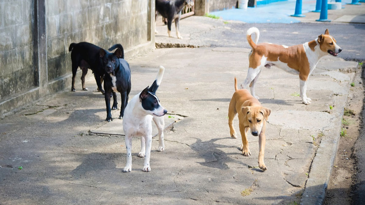 Turistlerden hayvan cinayetleri tepkisi: Katliam boykotu