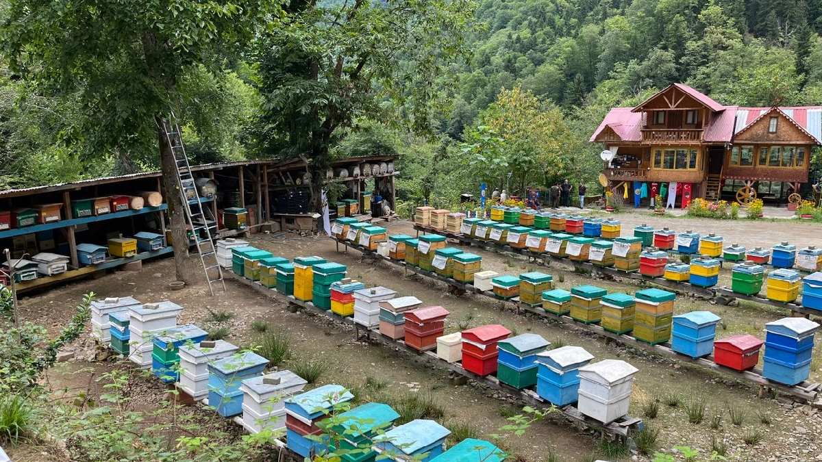 25 yıllık gazetecilik mesleğini bıraktı hayatını Kokolet Vadisine adadı! Şimdi ormanın derinliklerinde üretim yapıyor!