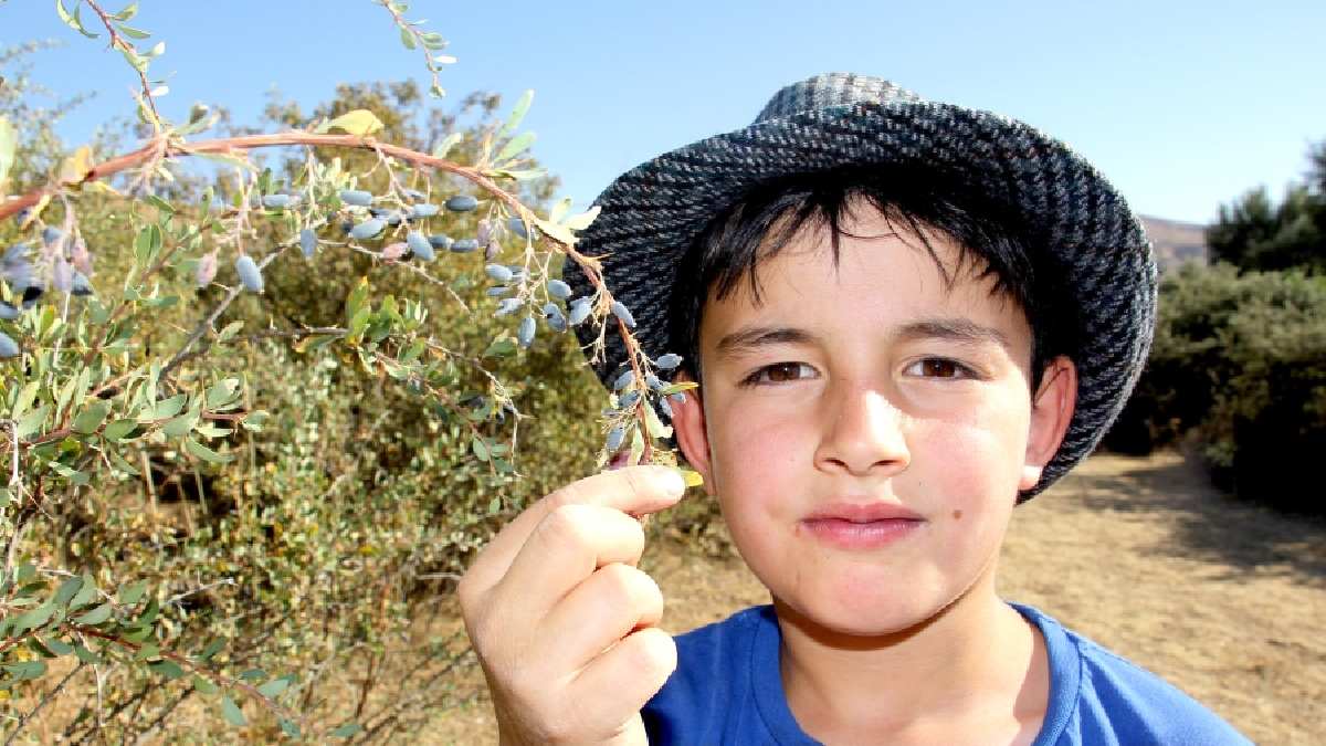 8 saat boyunca eldivenle tek tek toplanıyor! Kendi kendine yetişiyor meyvesinden dikenine kadar şifa