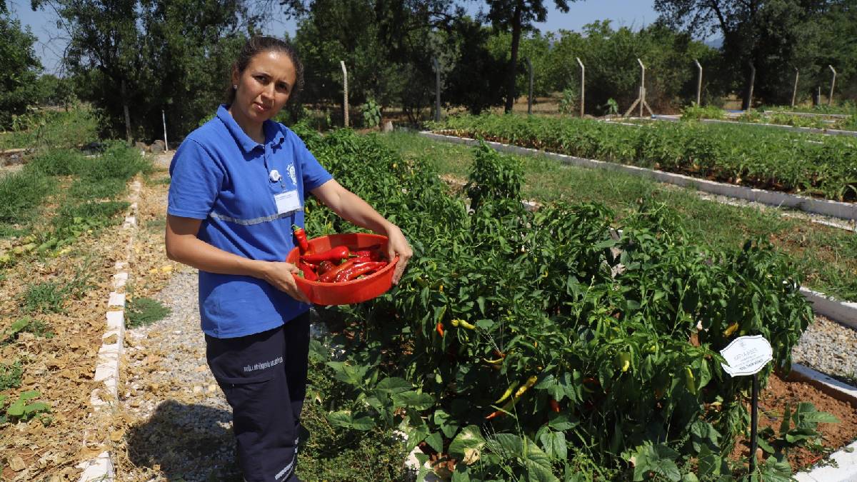 Büyükşehir 2025 yerel tohum dağıtımı hazırlıklarına başladı